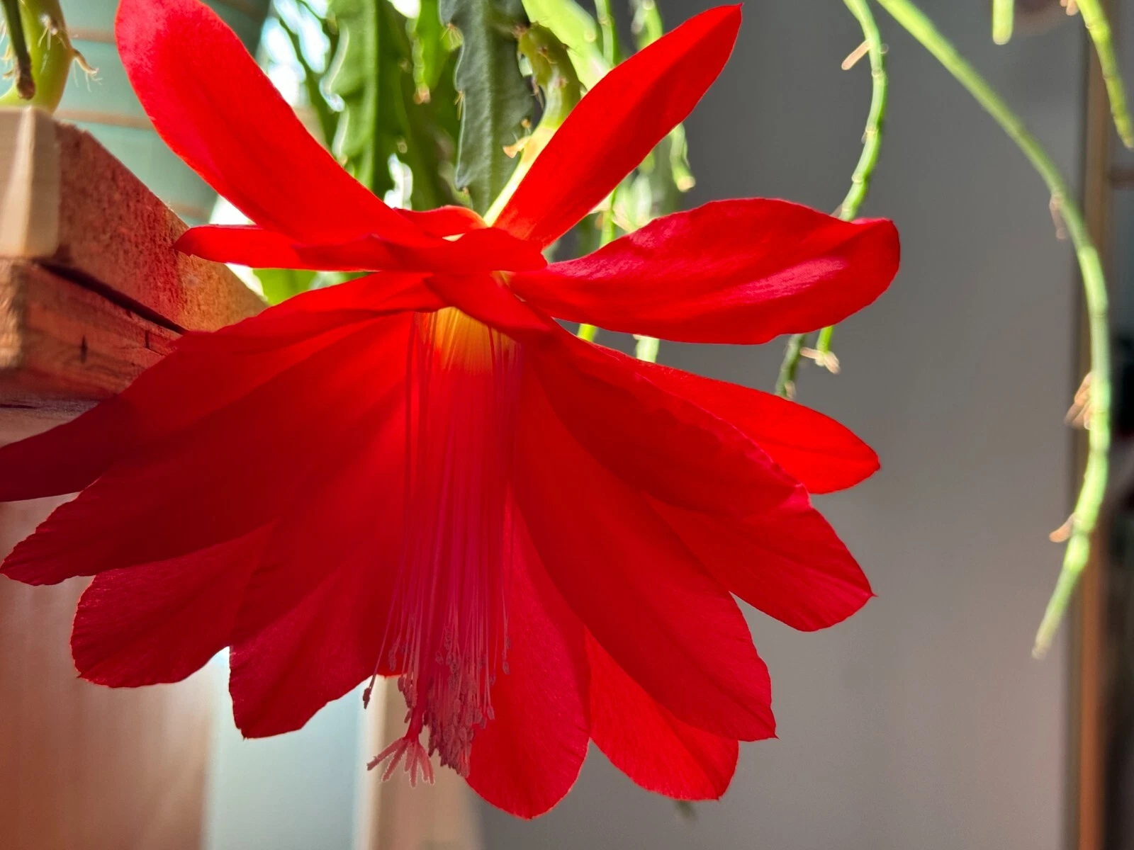 Epiphyllum Orchid Cactus Cuttings – 6 Unrooted Red Bloom Cuttings 6–8 –  Jayme Garden