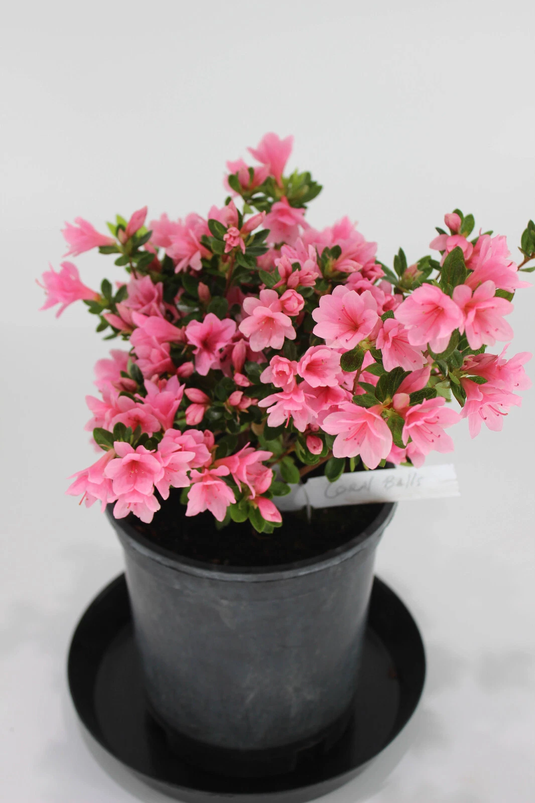 Satsuki Azalea Bonsai Tree 'L. C. Fisher' – One Gallon Live Flowering –  Jayme Garden