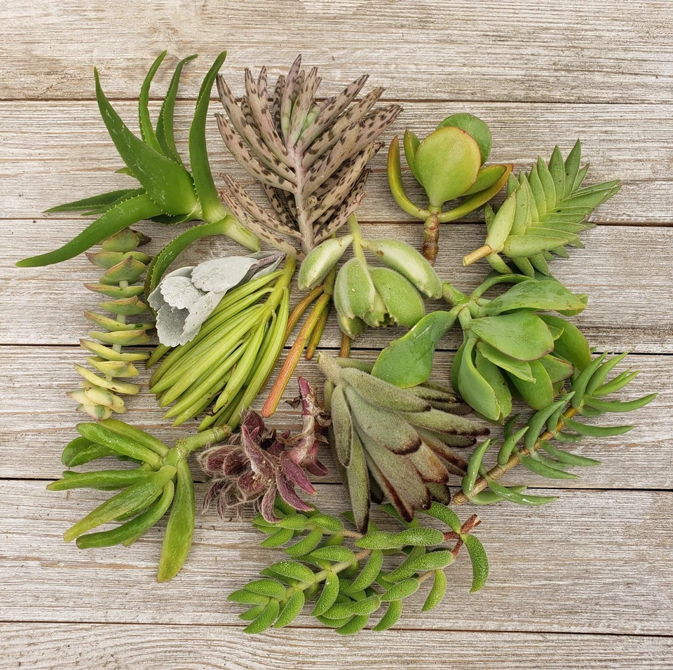 10 Assorted Succulent Cuttings – Mixed Cactus & Succulent Varieties, Fresh Live Plant Cuttings for Propagation