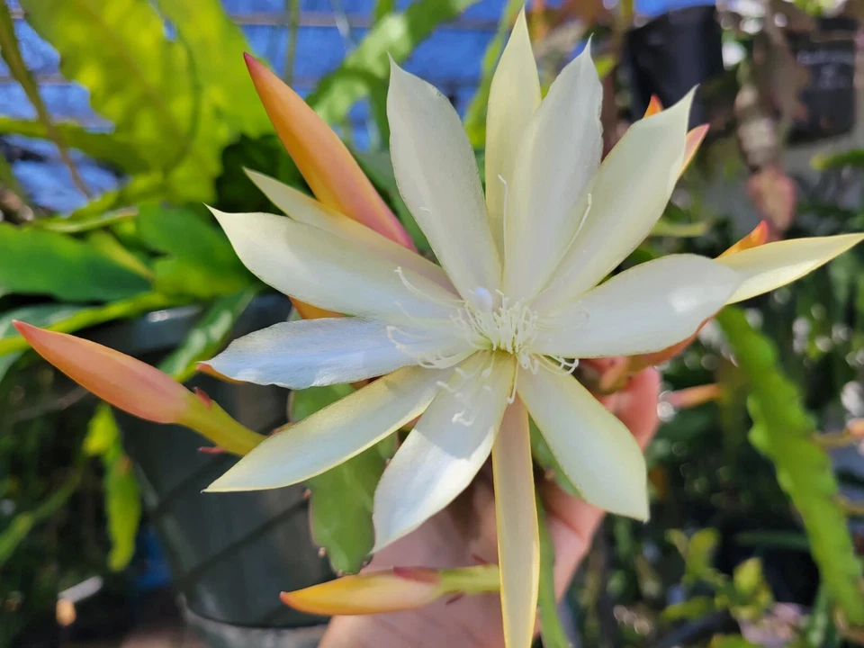 Epiphyllum Pixie Dust Cuttings – Unrooted Orchid Cactus Cuttings 8–10 –  Jayme Garden