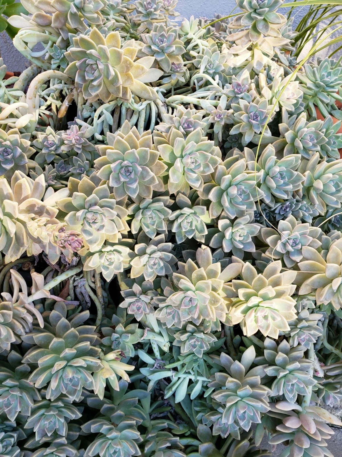 succule Graptopetalum Ghost Plant – 5 Fresh Cuttings + 10 Leaves, Live Succule –  Jayme Garden