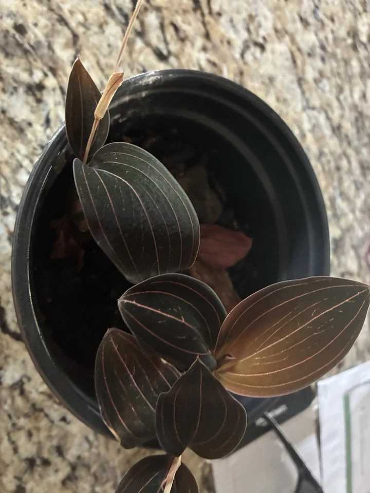 Ludisia discolor Jewel Orchid – 2 Cuttings (3–4 Inches) | Rare Indoor Orchid Starter Cuttings