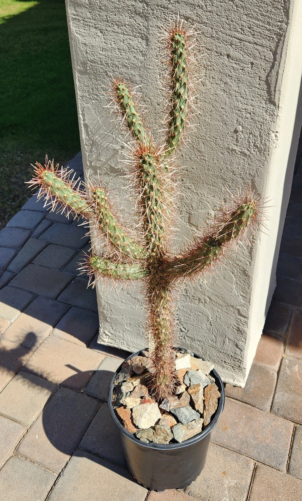 Red Teddy Bear Cholla Cactus Cutting – Cylindropuntia x Campii Live Se –  Jayme Garden