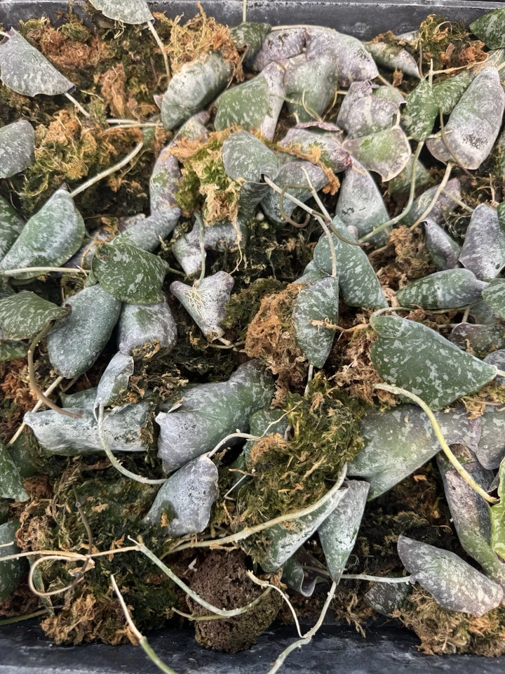 Hoya Imbricata Live Plant Rare Shingling Hoya Tropical Climbing Epiphyte Indoor Collector Houseplant