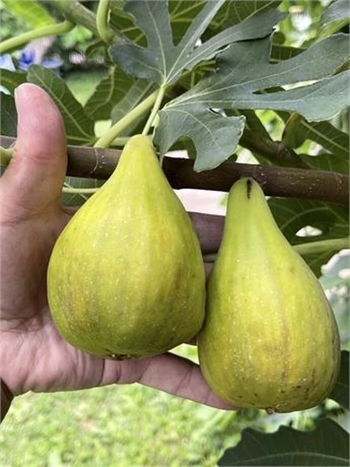 3 Dalmatie / Stella Fig Unrooted Cutting – Ficus carica Cultivar, 3 Nodes, Fig Tree Cutting for Propagation