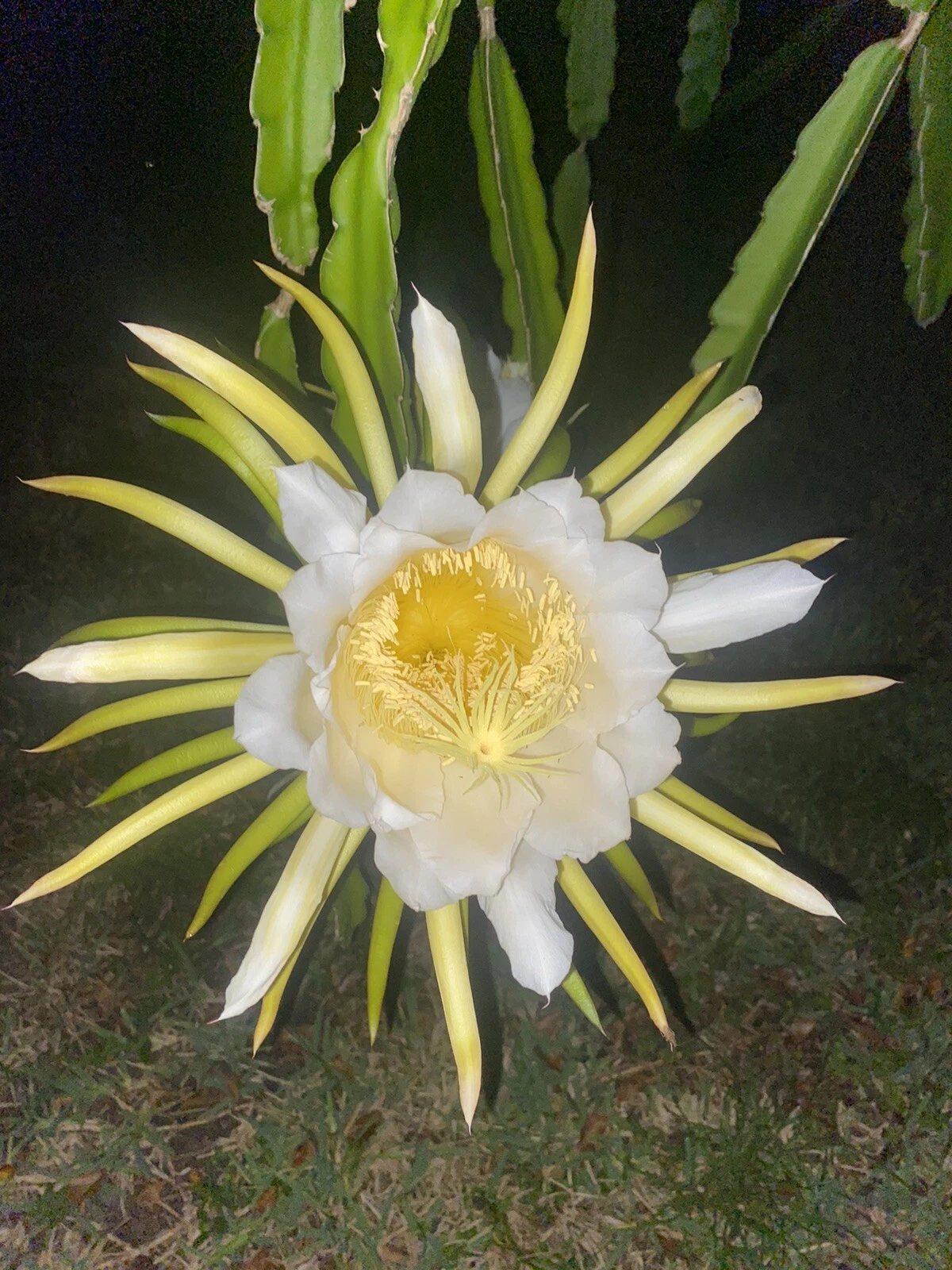 Night Blooming Cereus For Sale