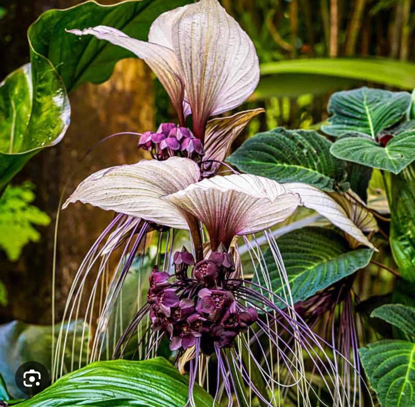 White Bat Flower Plant