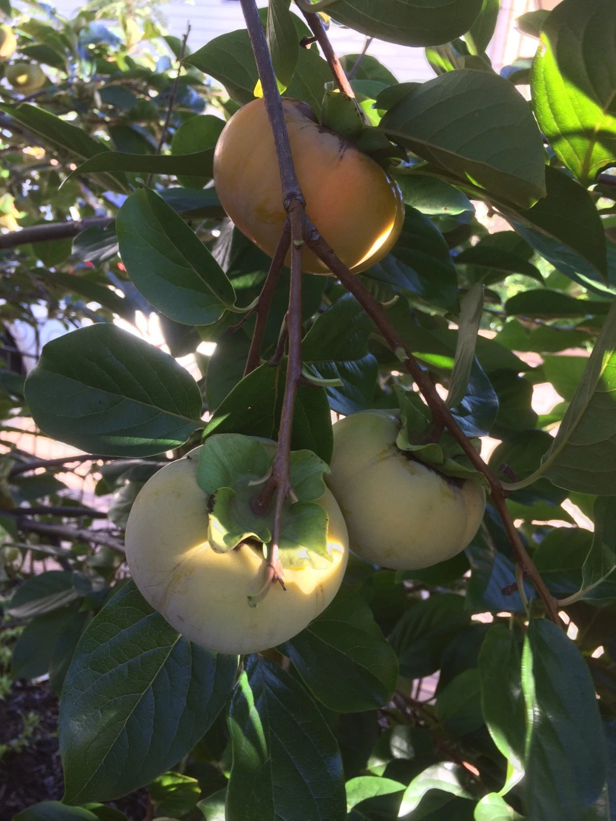 Fuyu Persimmon Tree Cuttings 6–8 Inch Scionwood for Grafting, Diospyro ...