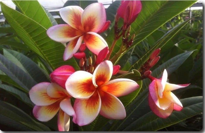 Rare Plumeria Fireblast Unrooted Cutting Single Frangipani Cultivar