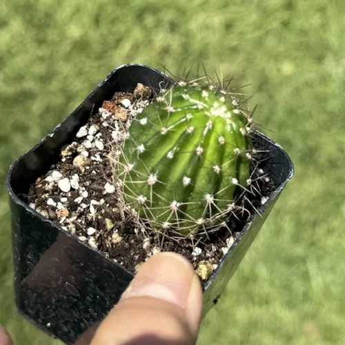 ORIOLE Echinopsis Schick Hybrid Rooted Cactus Plant Flowering Succulent Live Ornamental Collector Specimen