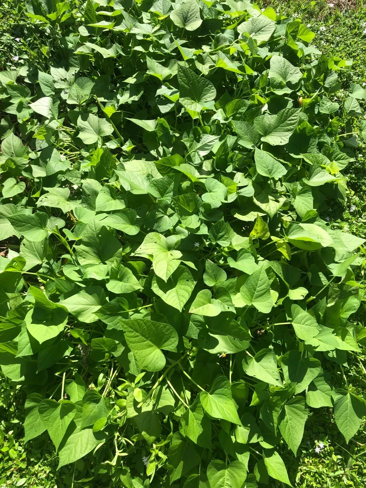 Japanese Sweet Potato Vine Cuttings – 20 Unrooted Ipomoea batatas Stems for Garden Growing and Leafy Top Growth