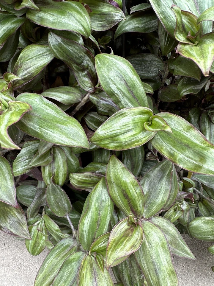 Tradescantia Zebrina Red Gem – 5 True Cuttings of Ssp. Discolor for Rooting and Propagation