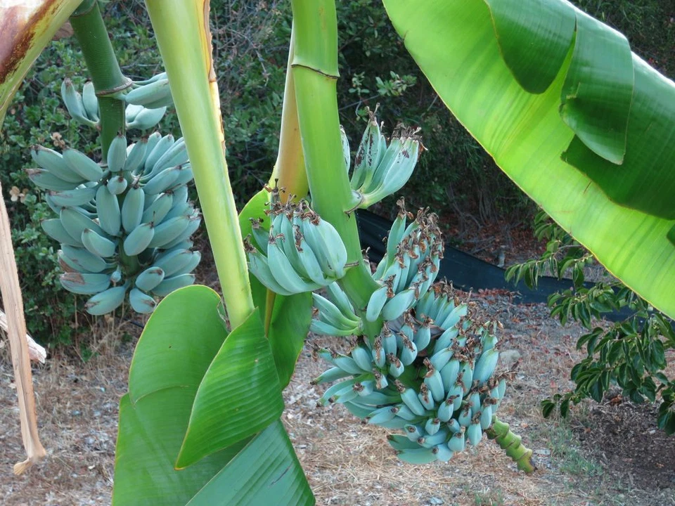 Ice Cream Blue Java Banana Tree Live Rooted Starter Plant Musa Cold Ha ...