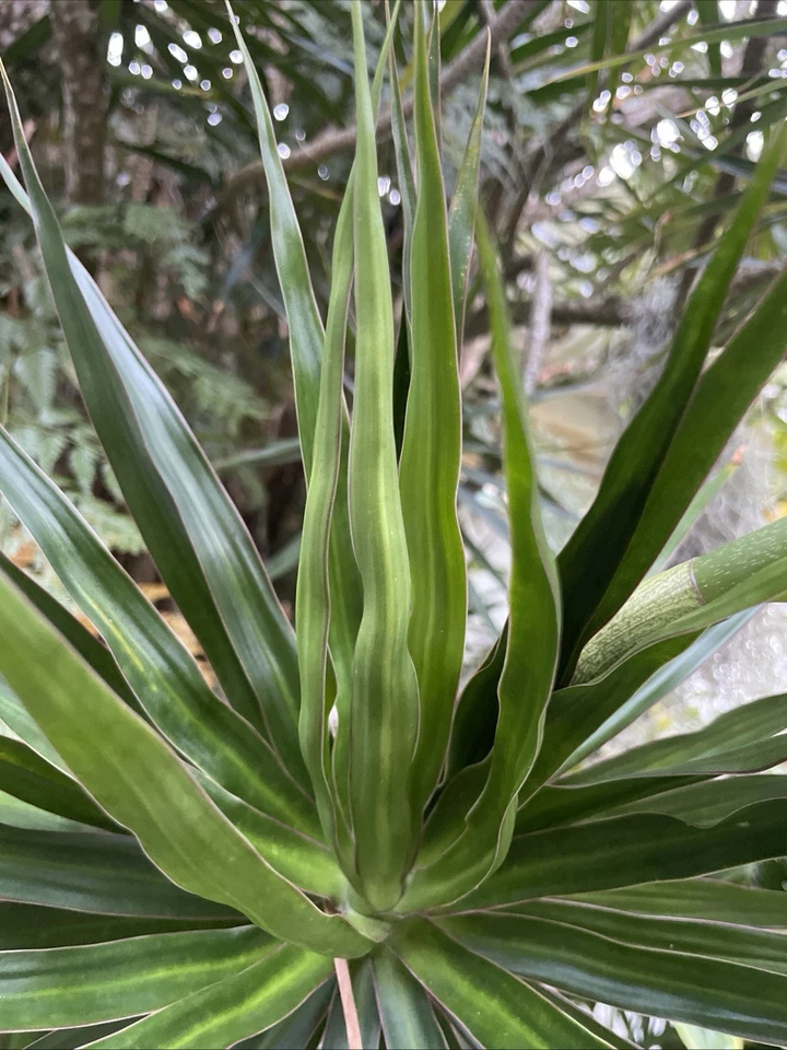 Hawaii Grown Dracaena Marginata Cuttings – 3 Live Madagascar Dragon Tree Cuttings, Indoor Foliage Plant