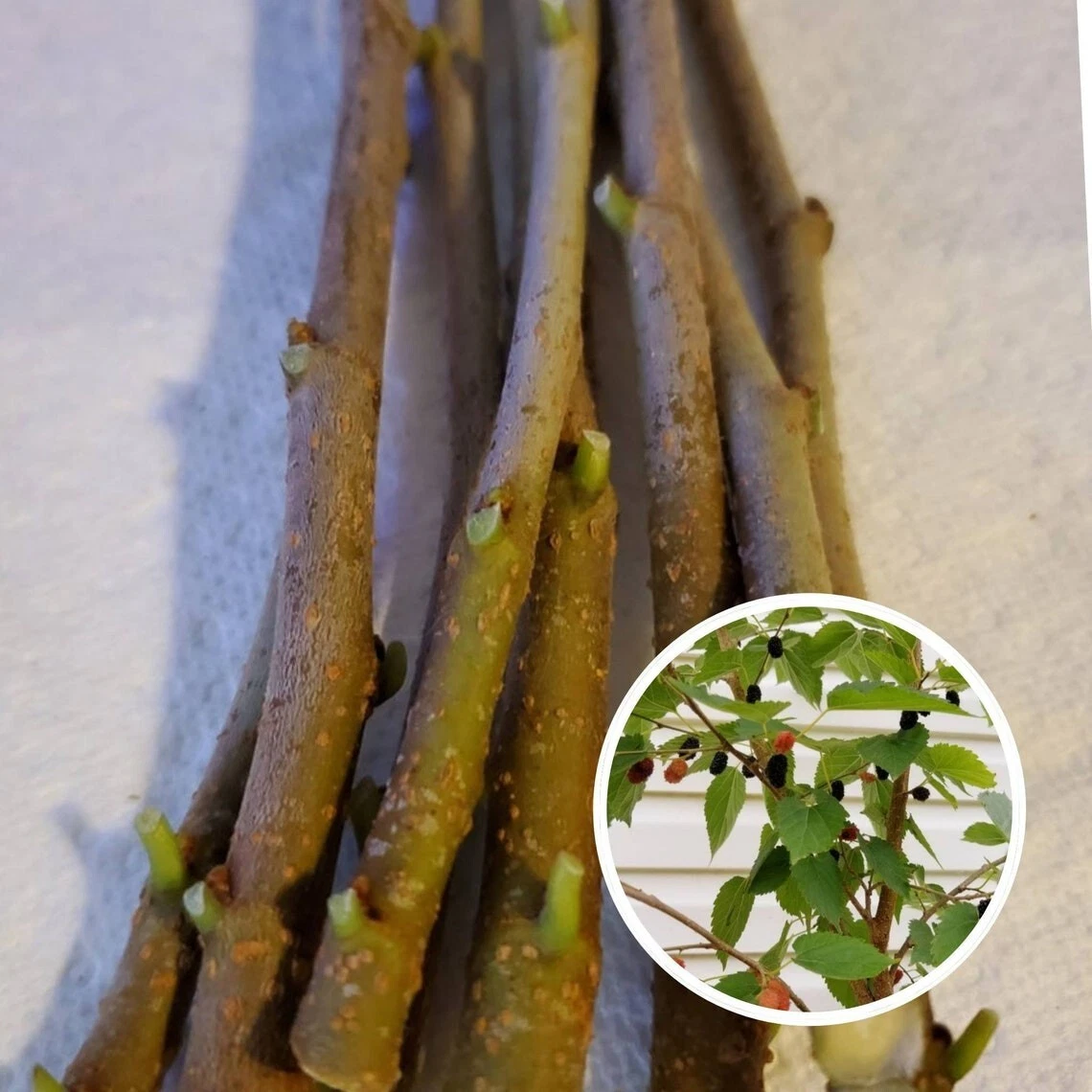 Mulberry Tree Cuttings Set of 10 Unrooted Live Morus Cuttings 8 Inches or Longer for Propagation