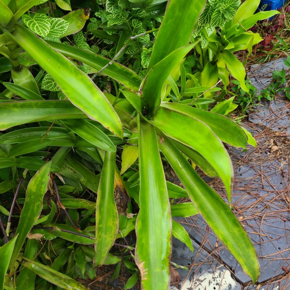 Callisia Fragrans Basket Plant – 2 Large Rooted Inch Plants with Trailing Chain Growth