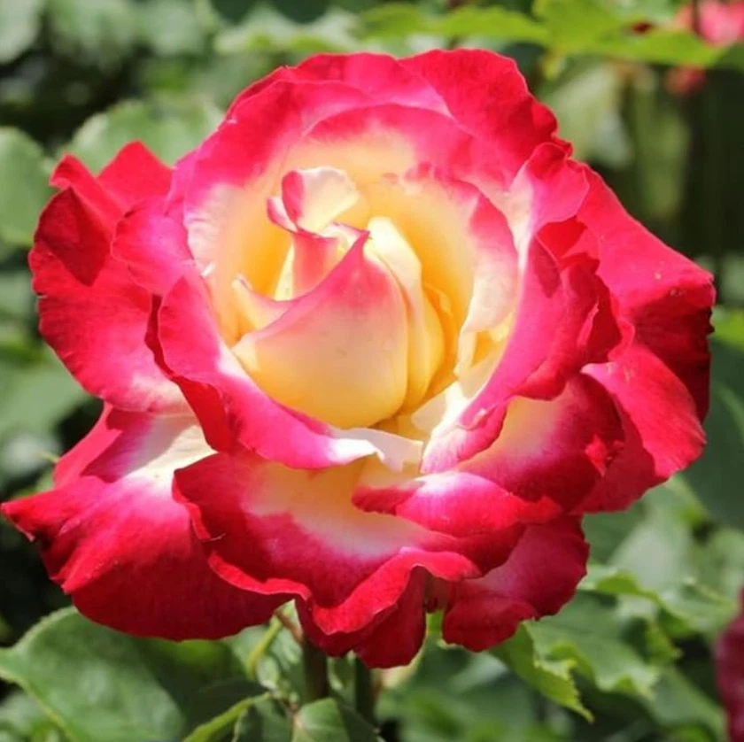 Double Delight Rose Live Plant – Bi Color Hybrid Tea Rose, Fragrant Garden Rose Starter 5–8 Inch Tall, No Pot