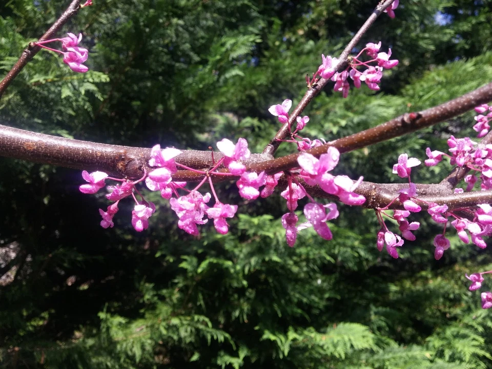 Eastern Redbud Tree Cuttings 15 Count Cercis canadensis Unrooted Stems for Propagation