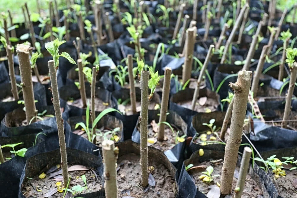 Hibiscus Moscheutos Cuttings – 7 Live Rose Mallow Starter Cuttings for Rooting and Garden Planting