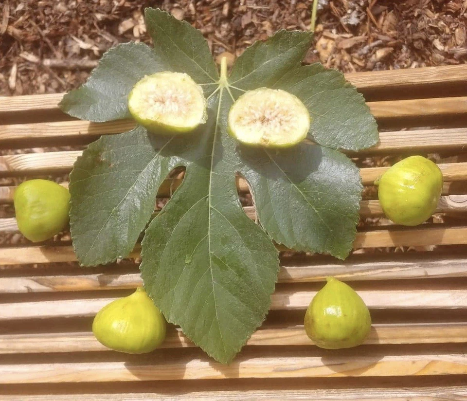 Italian Honey Fig Cuttings – 5 Unrooted Pieces – Lattarulla Ficus carica Tree Starter