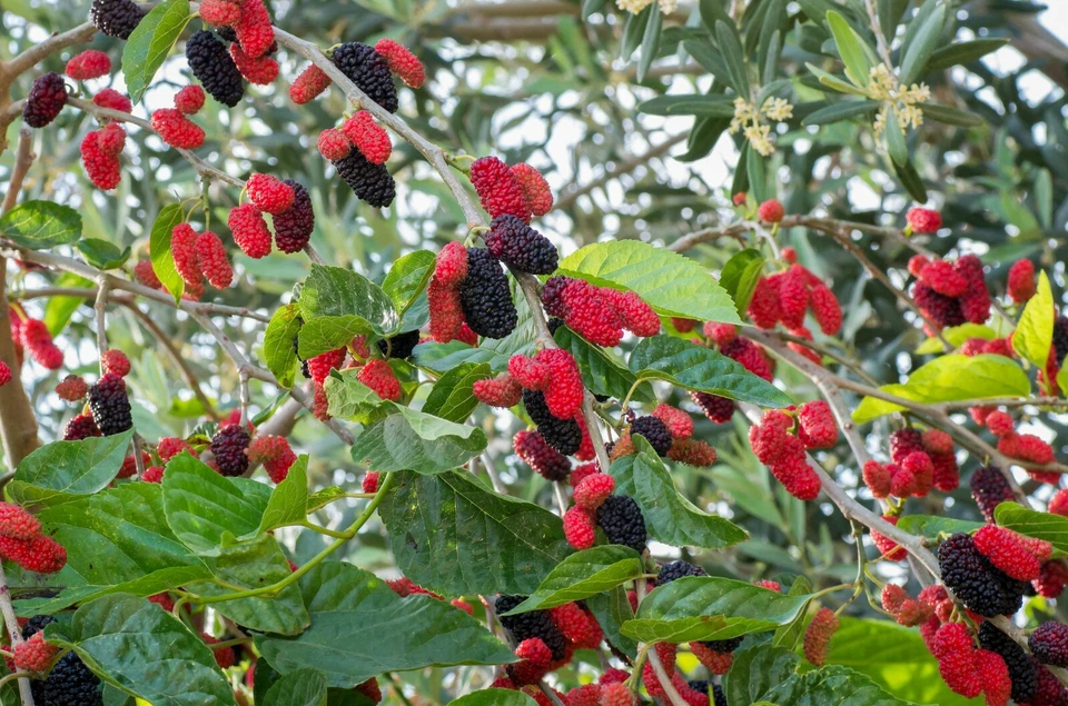 Red Mulberry Tree Cuttings – 12 Unrooted Stems, Morus rubra, Easy-to-R ...