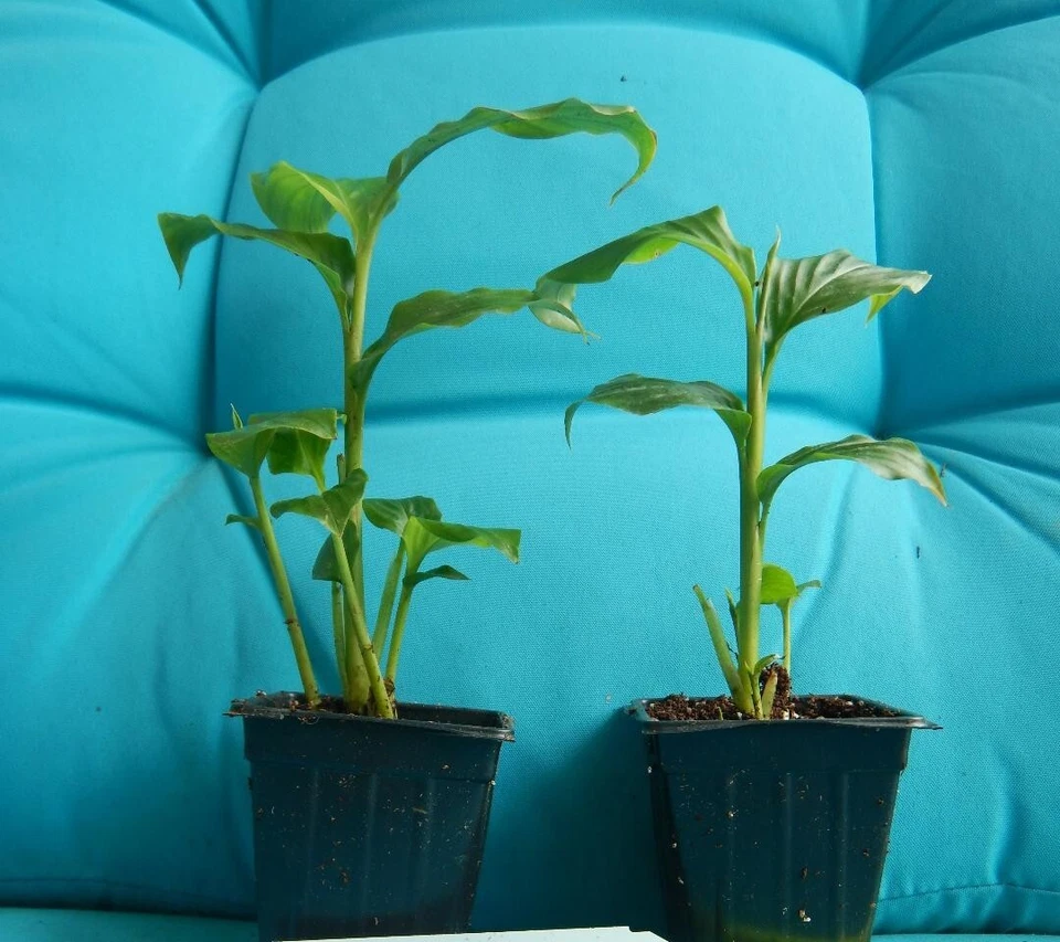 Hawaiian Red Ginger Plant Alpinia purpurata, Small Rooted Starter Tropical Ornamental Plant for Planting