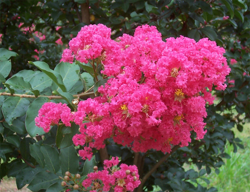 2 Live Hot Pink Crepe Myrtle Plants β Rooted Flowering Trees/Bushes β Lagerstroemia indica Starter Shrubs for Garden & Landscape Color