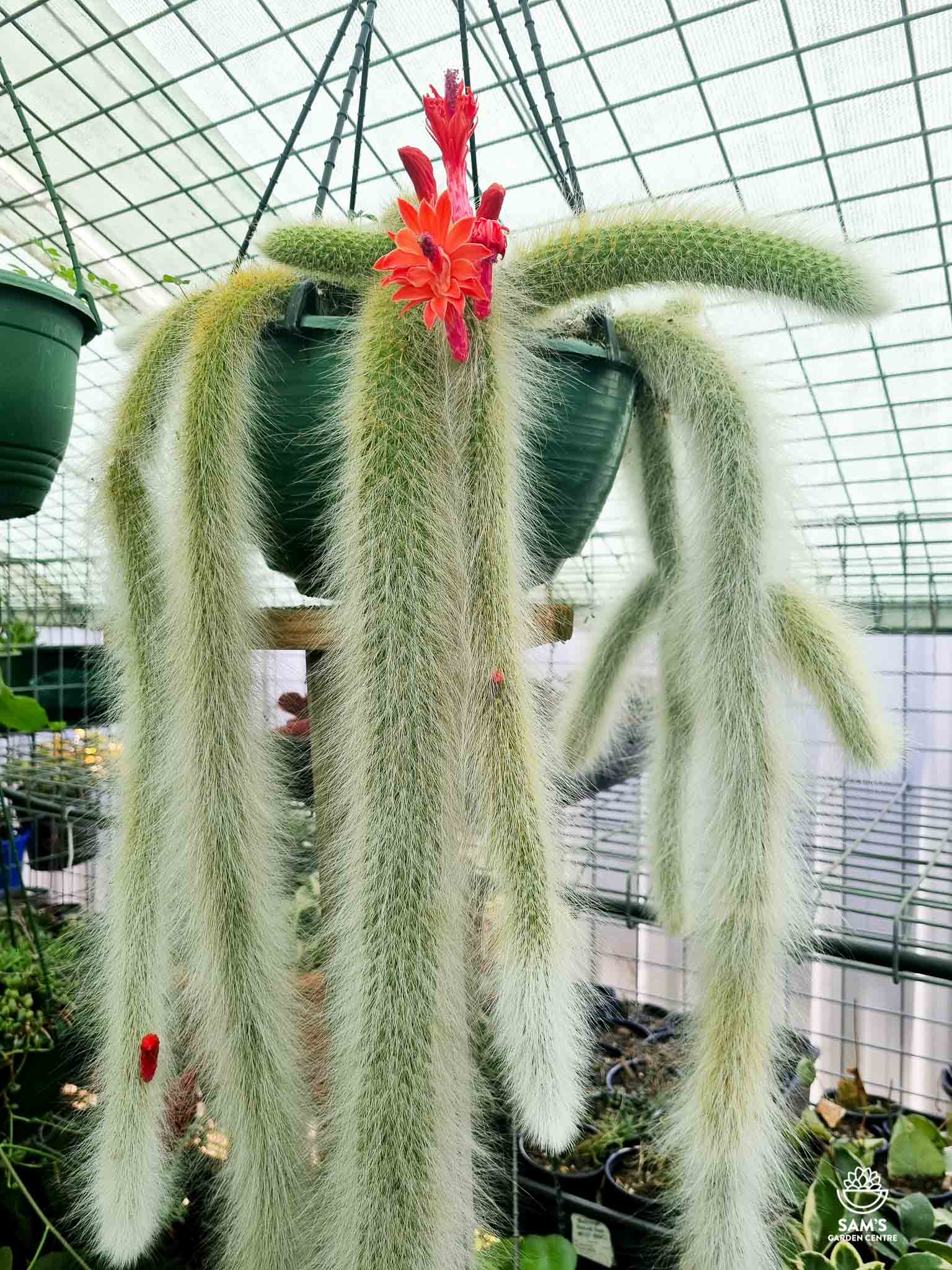 Monkey Tail Cactus Cutting 5” | Hildewintera colademononis