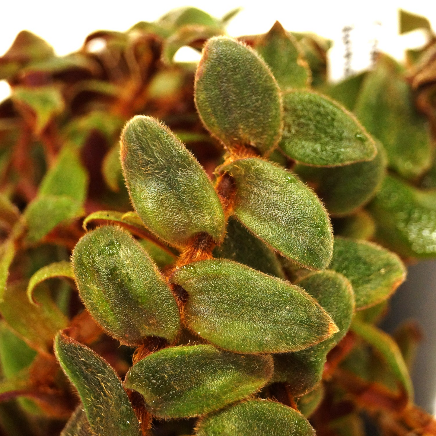 Cyanotis Kewensis, 4 Unrooted Cuttings, Fuzzy Trailing Succulent, Velvet Leaves, Green-Red Foliage
