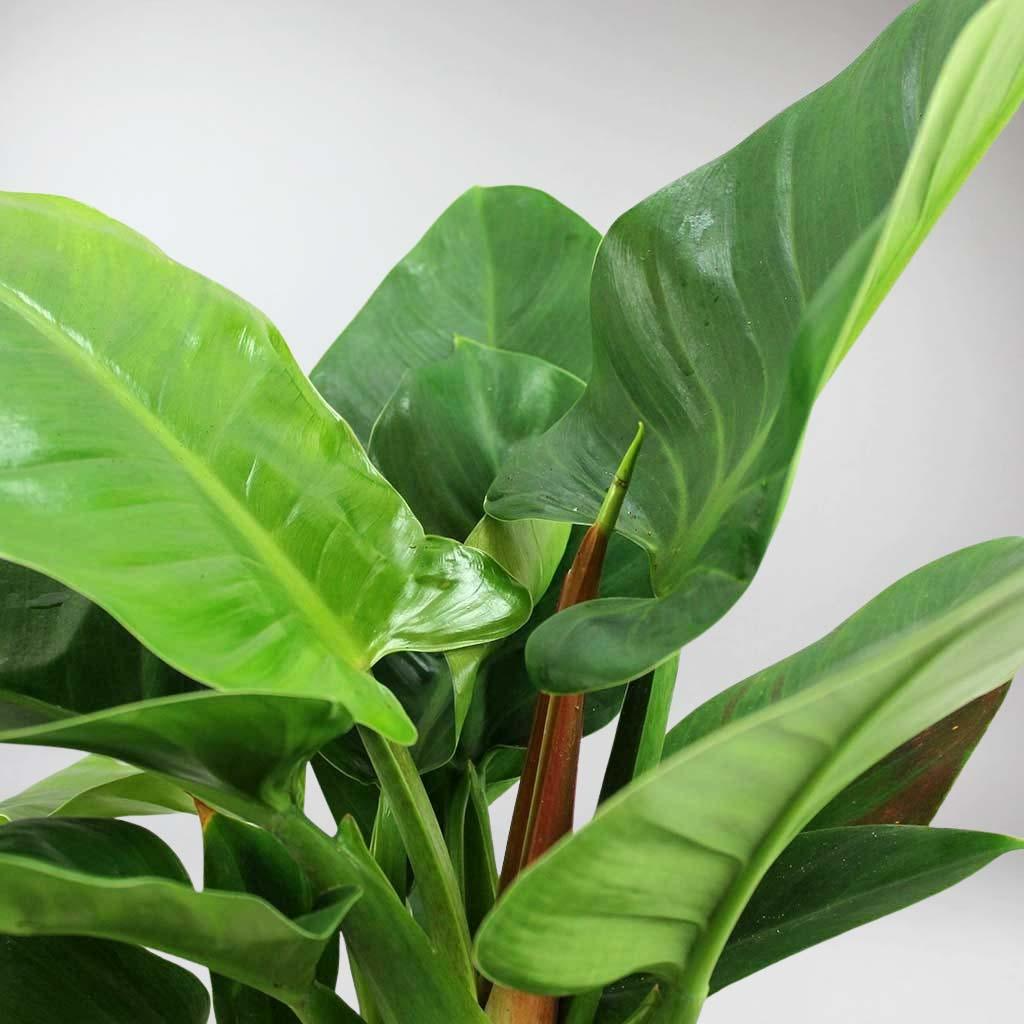 Imperial Green Philodendron, Live Tropical Plant, 4 Inch Pot, Indoor Outdoor Houseplant