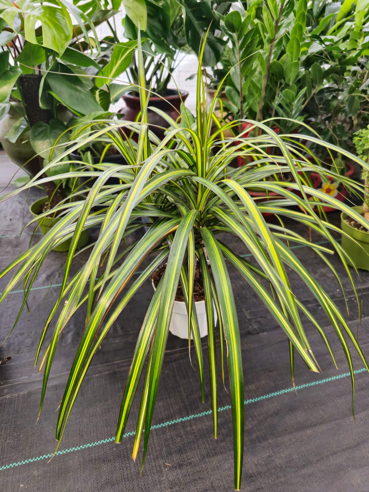 Dracaena Marginata 7 Cuttings 6-8" Madagascar Dragon Tree Houseplant Air Purifying
