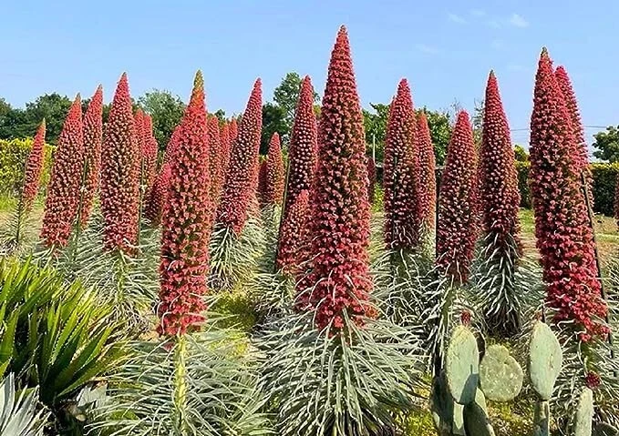 Tower of Jewels Live Plant - 3" Pot, Echium wildpretii, Rare Biennial, 10ft Salmon-Red Spikes, Drought Tolerant, Zones 9-10, Canary Islands Native