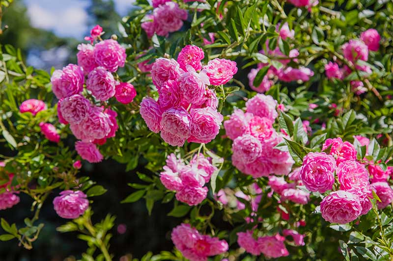 Rose 'Frosty Pink' Floribunda Cuttings - 4 Fresh Stems with Rooting Powder - Light Scent - US Grown