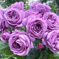 20 Purple Climbing Rose Seeds - Rare Fragrant Vine - Fast-Growing Perennial - Beautiful Garden Blooms - Easy to Grow