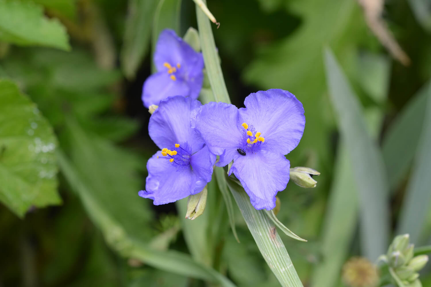 Tradescantia virginiana Cuttings - 10 Blue Spiderwort Stems, Rooted/Unrooted