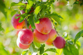 Japanese Red & Yellow Plum Cuttings, Prunus salicina, Edible Fruit, White Spring Flowers, USDA Zones 5-9