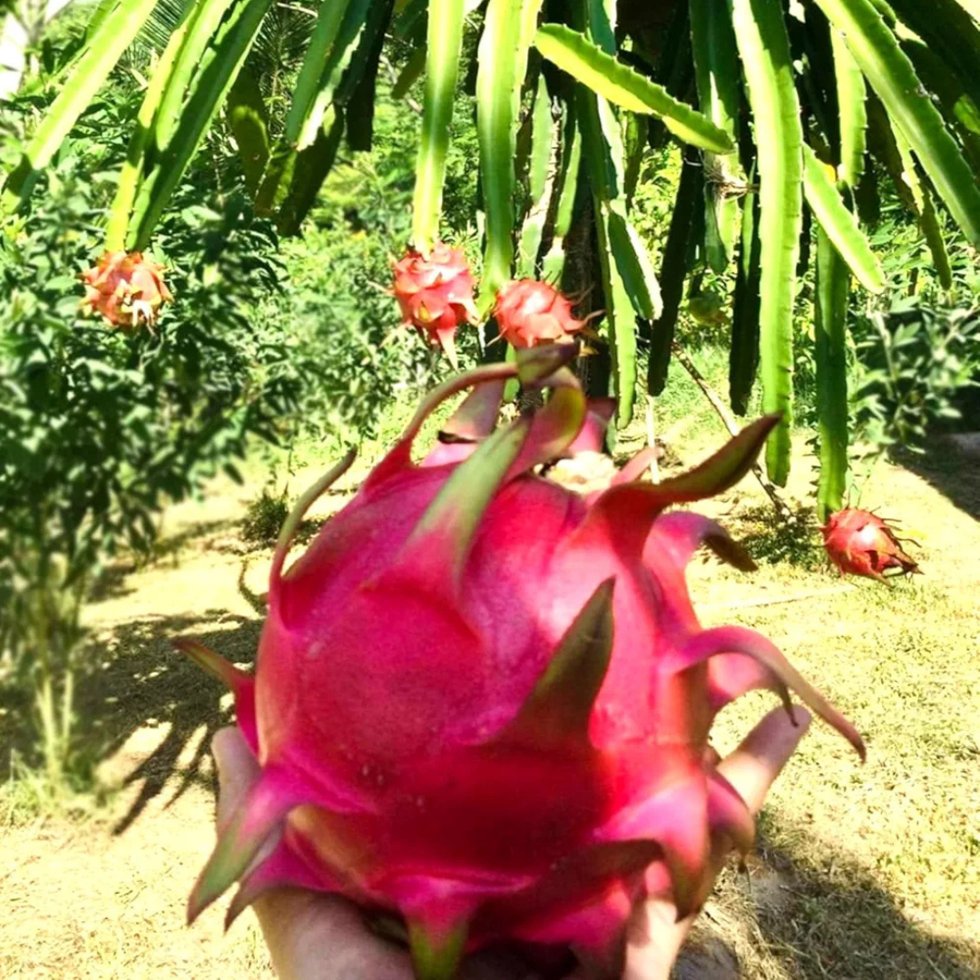 Dragon Fruit Cuttings 8-12 Inches - Random Variety - Red/Yellow/White/Purple/Pink
