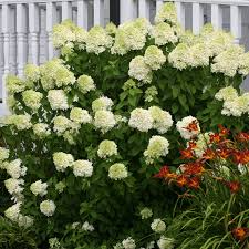 Hydrangea Limelight Rooted Cuttings - 6 Healthy 6-10 Inch Cuttings, White Blooms, Fast Growth, Heat Resistant, USDA Zones 3-9