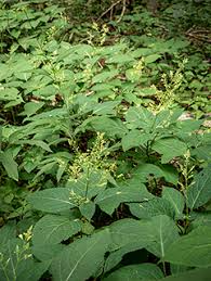 10 Stone Root Plants - Collinsonia canadensis | Bare Root Native Wildflower | Perennial for Shade & Woodland Gardens