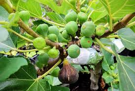 Black Madeira Fig Cuttings, Ficus carica, 2 Hardwood Stems, 8-10" Length, USDA Zones 7-10