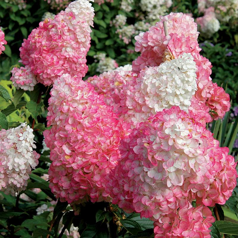 Hydrangea 'Vanillastrawberry' Cuttings, 6 Rooted Plants, Pink/White Blooms, USDA Zones 4-9, Full Sun/Part Shade