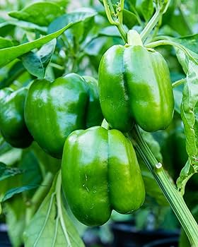 100+ Large Green Bell Pepper Seeds | Non-GMO Sweet Pepper Variety | Great for Salads, Stuffing, Grilling | Easy to Grow Vegetable