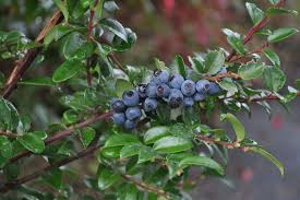 Vaccinium ovatum Cuttings - 6 Count - Evergreen Huckleberry - Native Shrub
