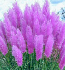 Purple Pampas Grass Plugs (Cortaderia selloana), 3 Plants, 3-5" Tall, USDA Zones 3-10, Full Sun