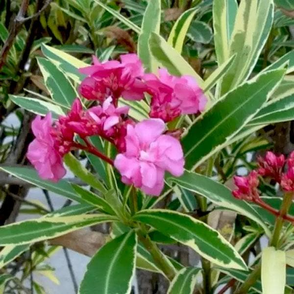 SUPER RARE Oleander 'Nerium' ā 5 Fresh Cuttings for Rooting or Grafting | Fragrant Flowering Shrub