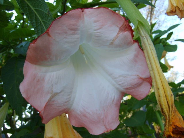 Brugmansia Versicolor Peach Pink 2 Unrooted Cuttings 6" Angel Trumpet Plant