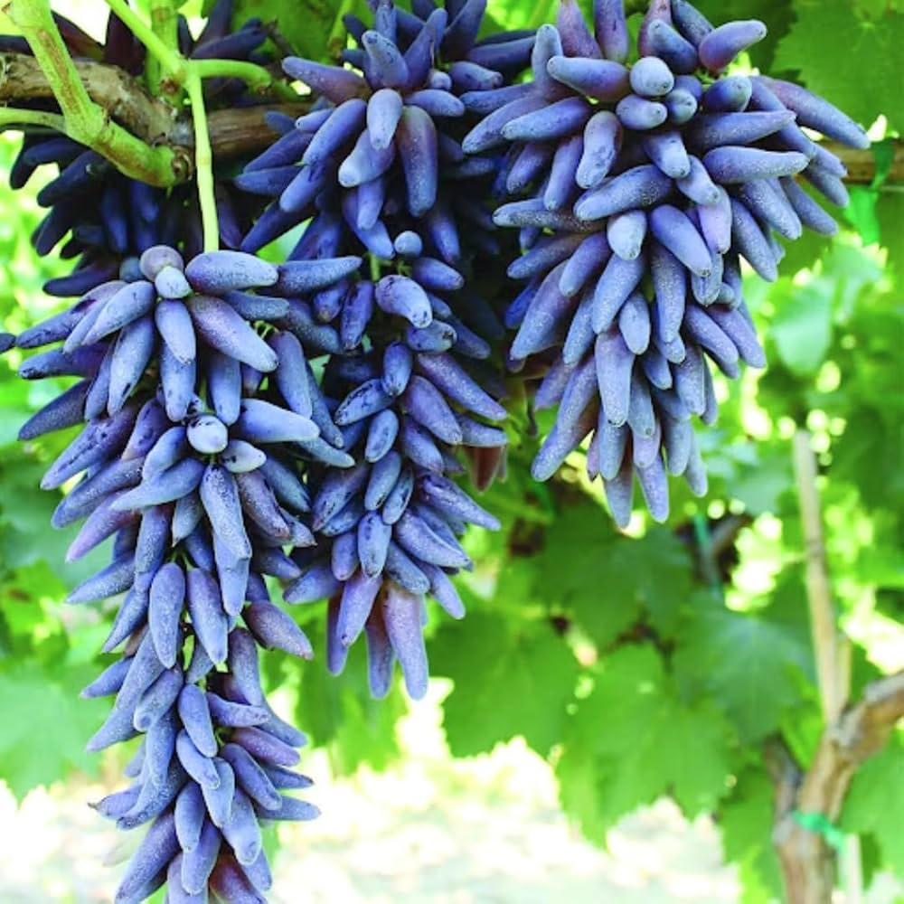 Witch Fingers Grape Cuttings (2) - Vitis vinifera - Long Purple Grapes - Unrooted Vines w/Soy Wax - Propagation Ready