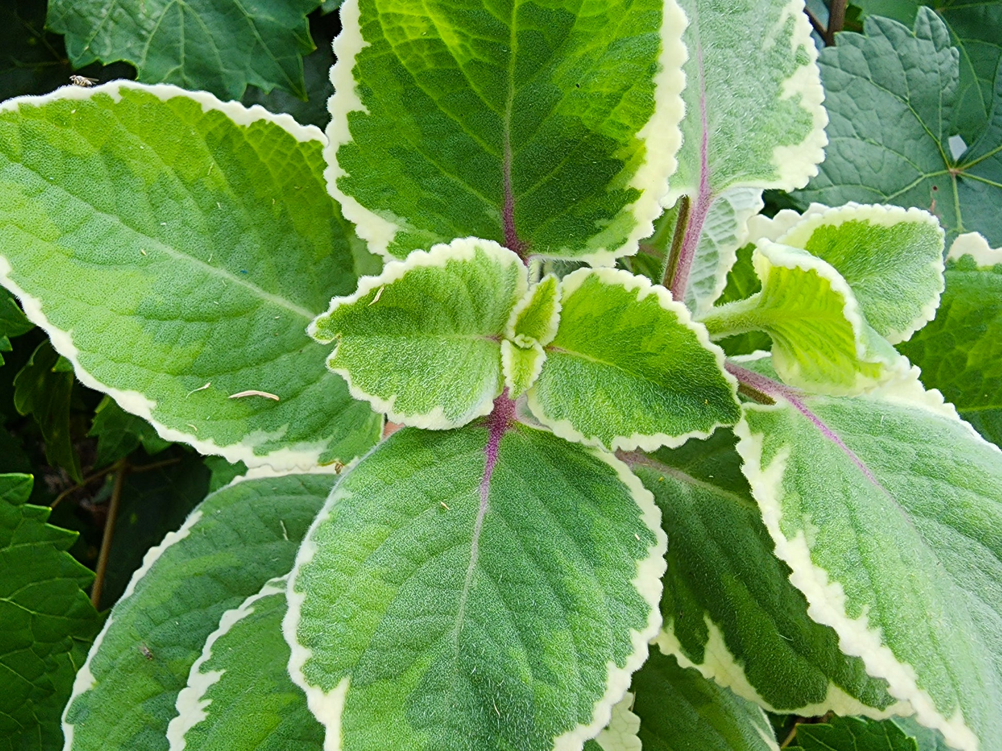 Variegated Cuban Oregano Cuttings - 4 Live Cuttings, Plectranthus amboinicus, Edible Herb