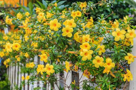 Golden Trumpet Vine Plants, Allamanda cathartica, 4 Rooted Live Plants, Tropical Flowering Vine, USDA Zones 10-11