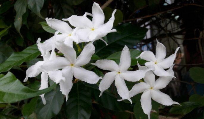 Crape Jasmine Cuttings, Tabernaemontana divaricata, 12 Live Clippings, Fragrant White Flowers, USDA Zones 10-11